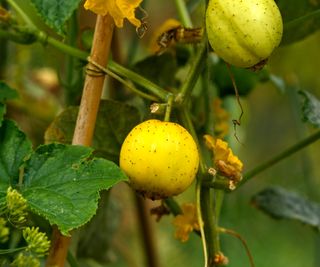 Yellow lemon cucumbers growing on the plant