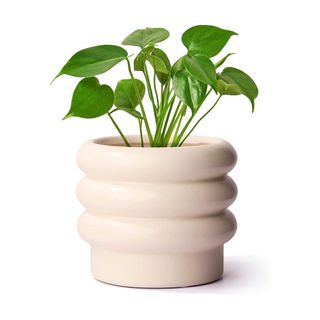 Jofamy tiered bubble plant pot on white background