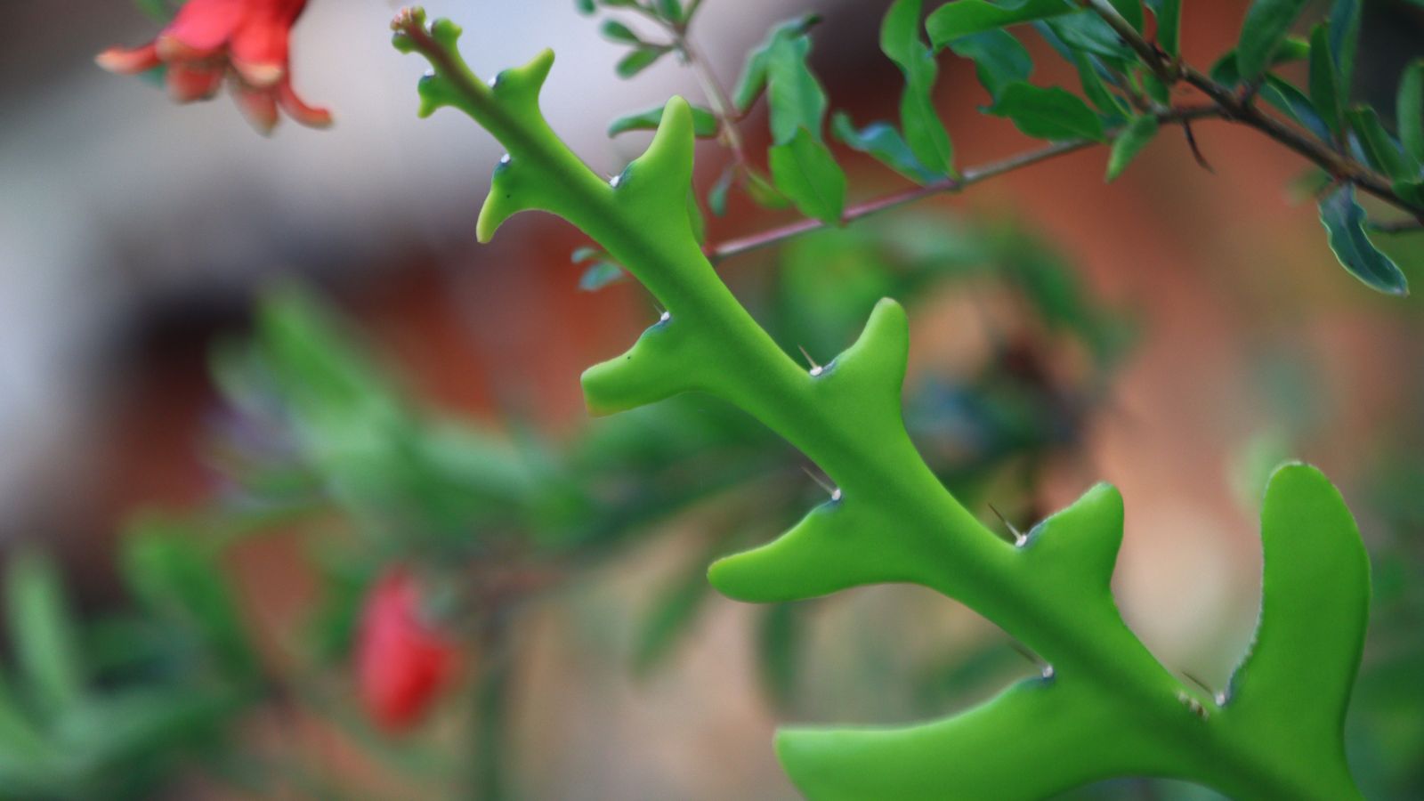 Fishbone cactus foliage with a pink flower