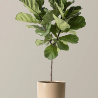 Large fiddle leaf fig tree, Amazon, $32.16