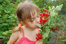 Child Holding Red Berry Plant