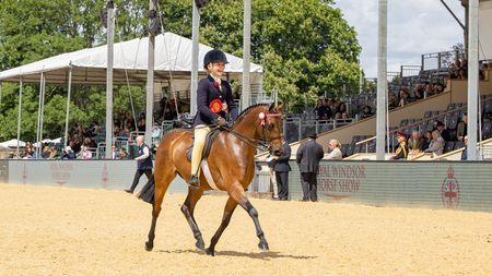 A young rider trots her bay show pony in front of the stands at Royal Windsor Horse Show