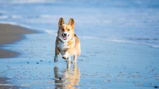 Best dog friendly beaches