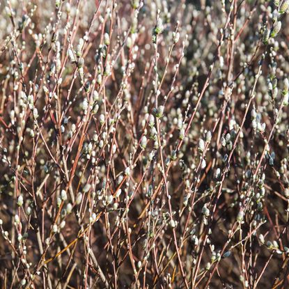 Pussy willow branches