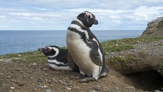 Magellanic penguin couple (Spheniscus magellanicus) in front of a nesting burrow at the penguin sanctuary on Magdalena Island, in the Strait of Magellan near Punta Arenas in southern Chile.