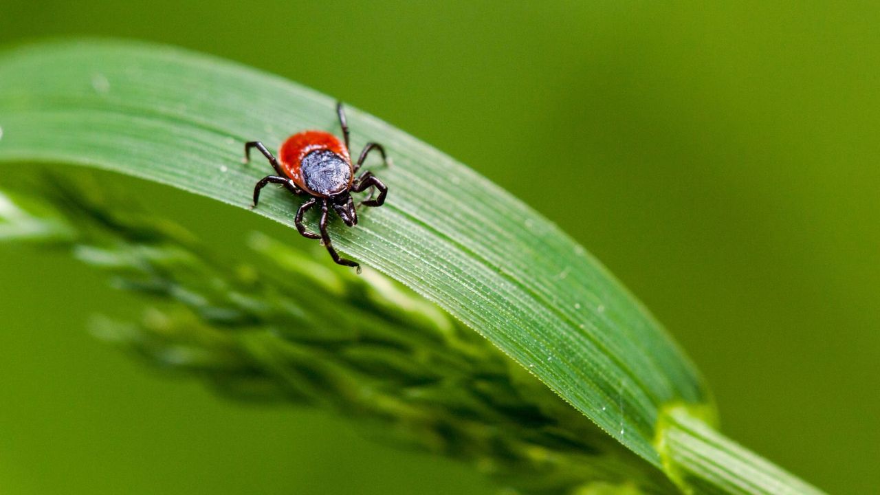 close up of tick on green leaf