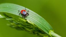 close up of tick on green leaf