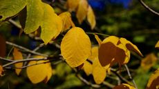 The golden leaves of an American yellowwood tree up close in the fall