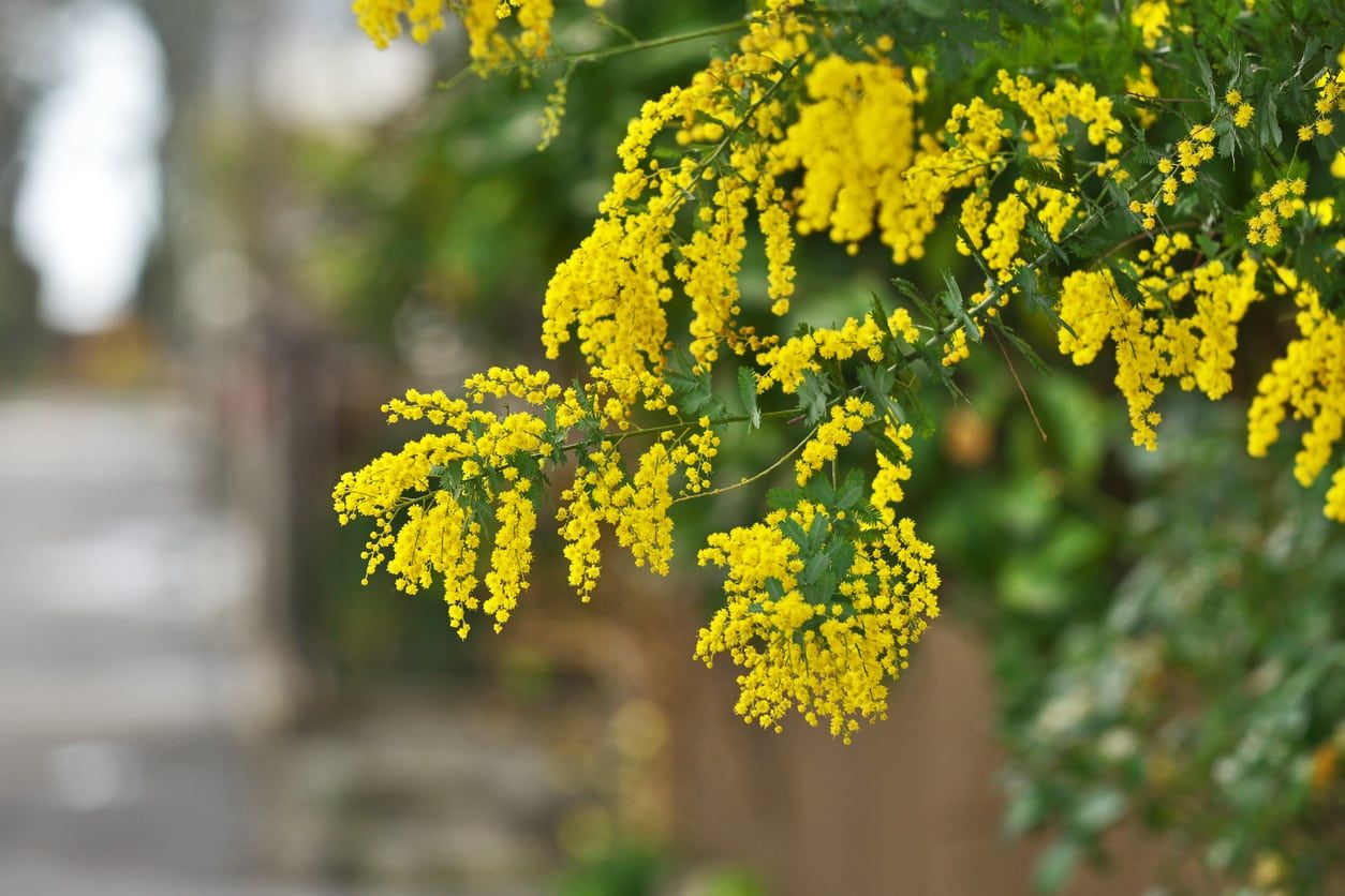 Yellow Bailey Acacia Tree