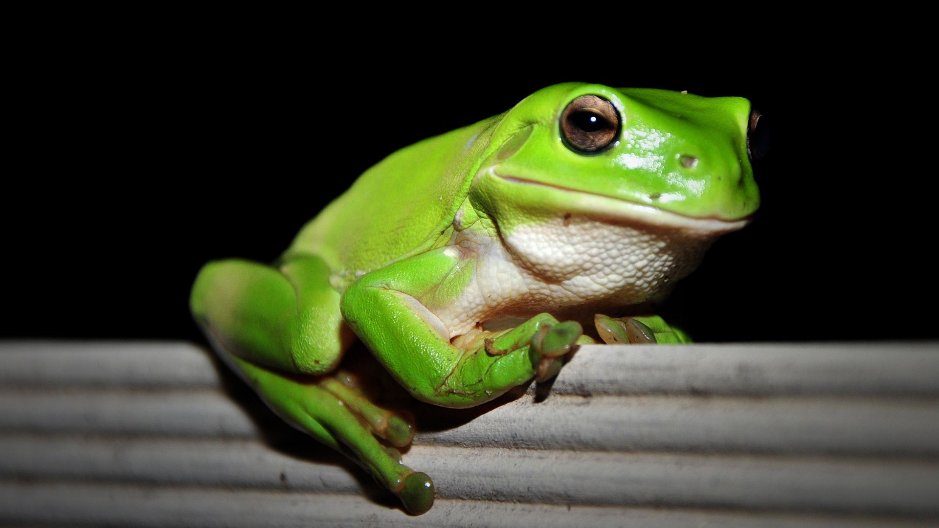 Australian green tree frog sitting on the side of a fence