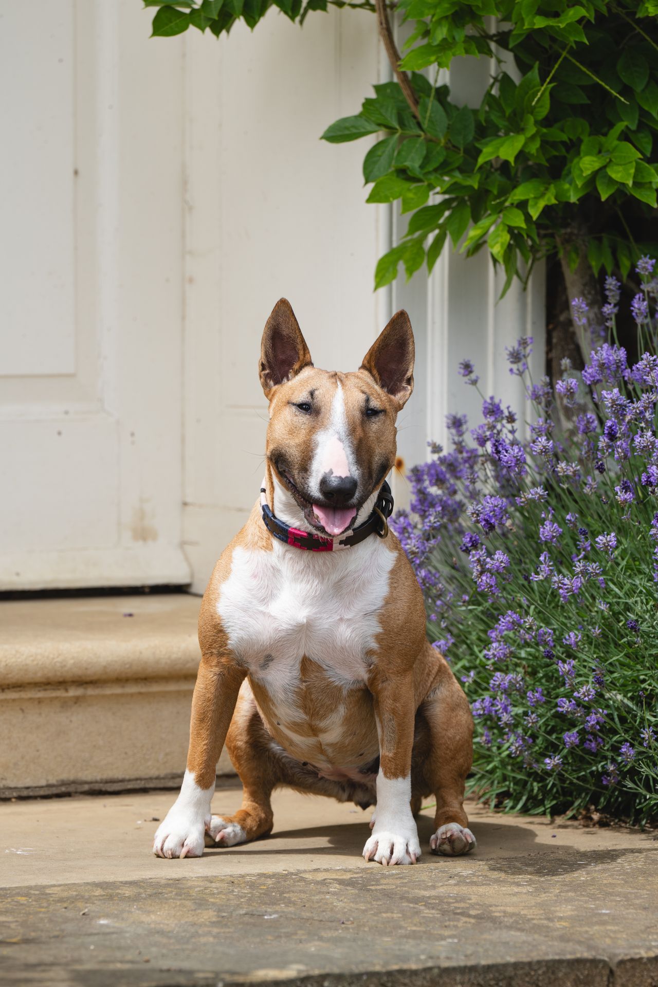 An English bull terrier called Peggy