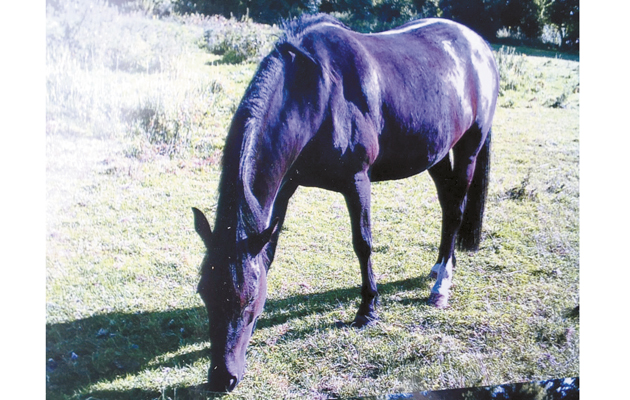 WX Horse Nelson