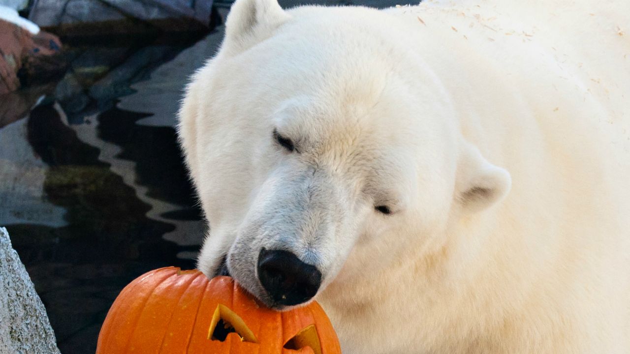 Szenja the polar bear