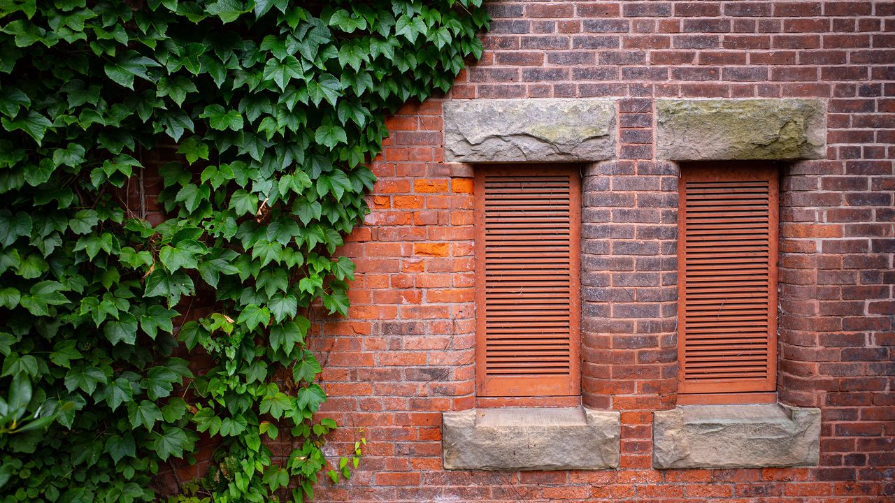 ivy growing up a red brick wall