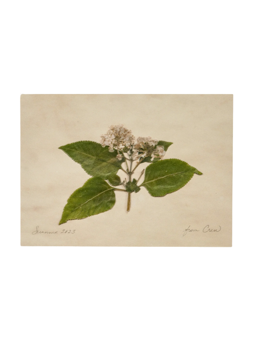 Jo's Hand Pressed Herbarium Prinr - "from Crew" '23