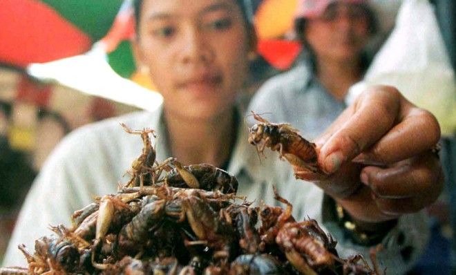 Eating insects