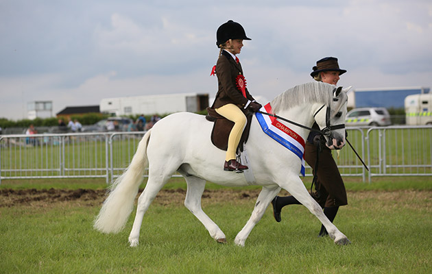 Mini M&amp;amp;M championship Champion 1897 THISTLEDOWN VAN DER VAART R: Miss Hannah Wilson