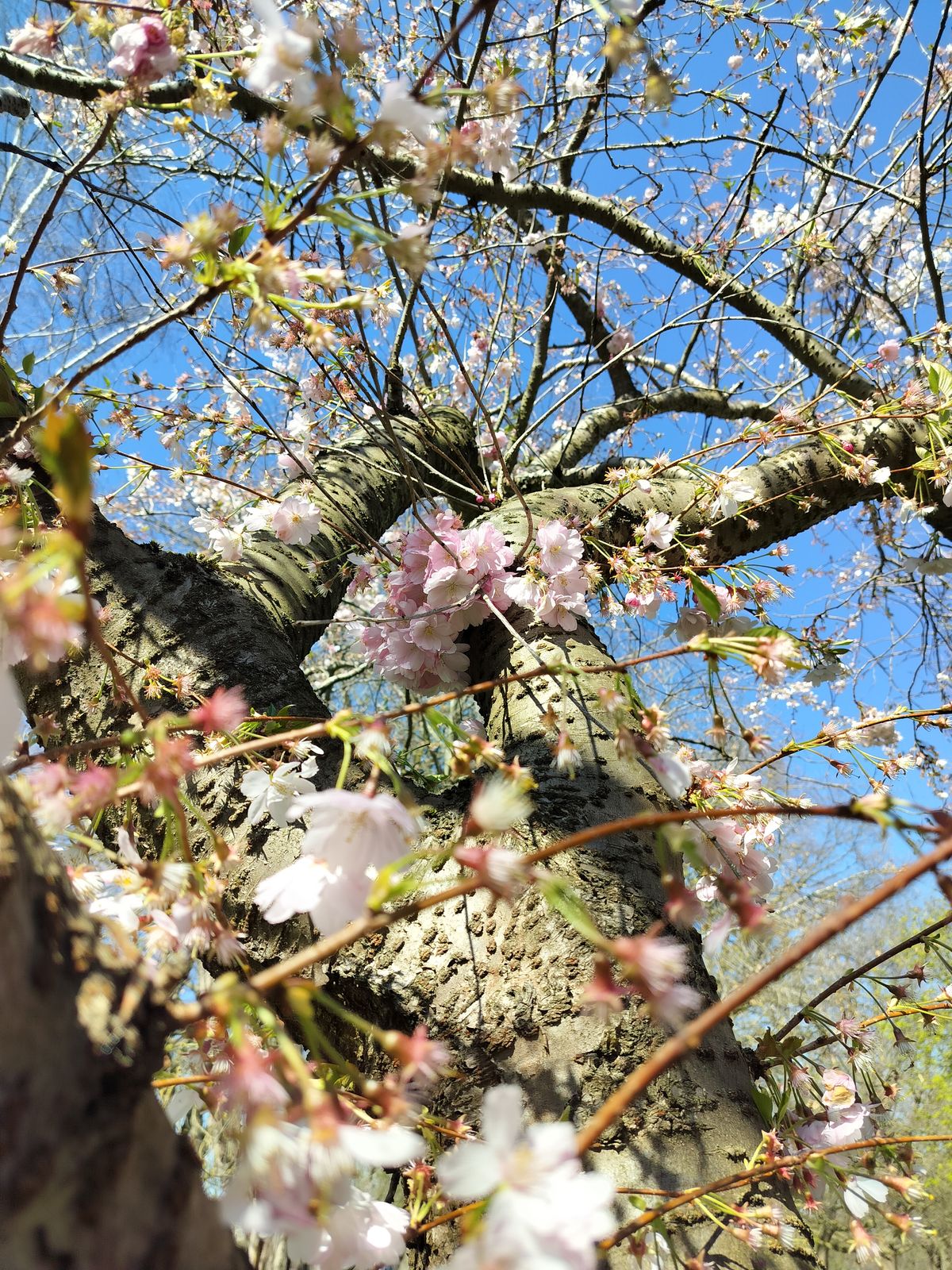 A photo captured on the OnePlus Nord CE 3 Lite 5G