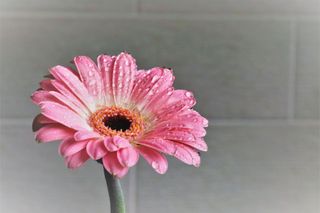 GuruShots - Flower Spotlight