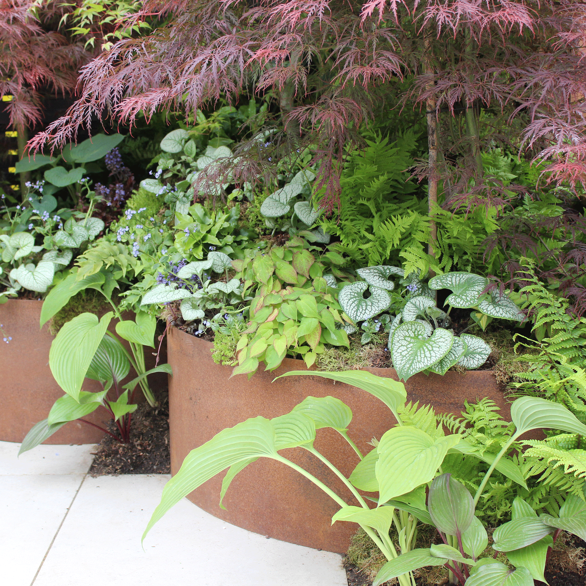 Green planting in copper barrels with acers