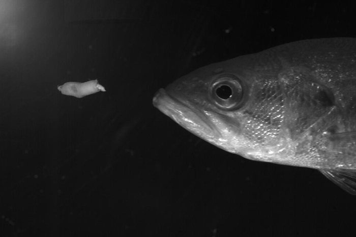 The feeding behavior of a live bass.