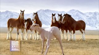 Super Bowl Greatest Commercials Budweiser Clydesdales