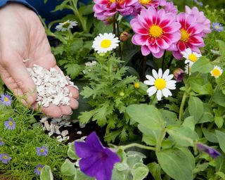 marguerites being planted with Helichrysum petiolare and petunia for summer display