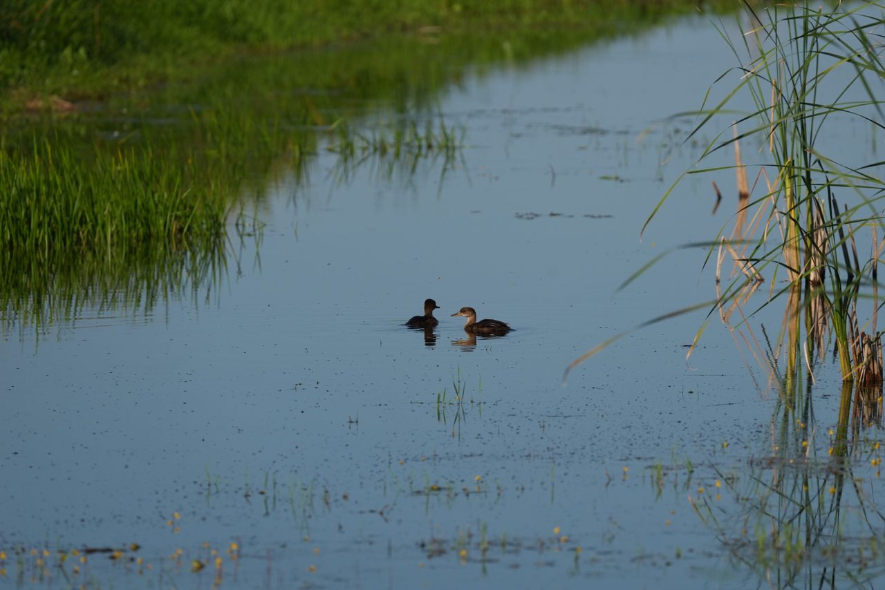 Image samples from the Sony 400mm f/4.5 GM OSS and the Sony A7 V