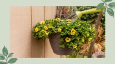 picture of hanging basket being watered on garden fence