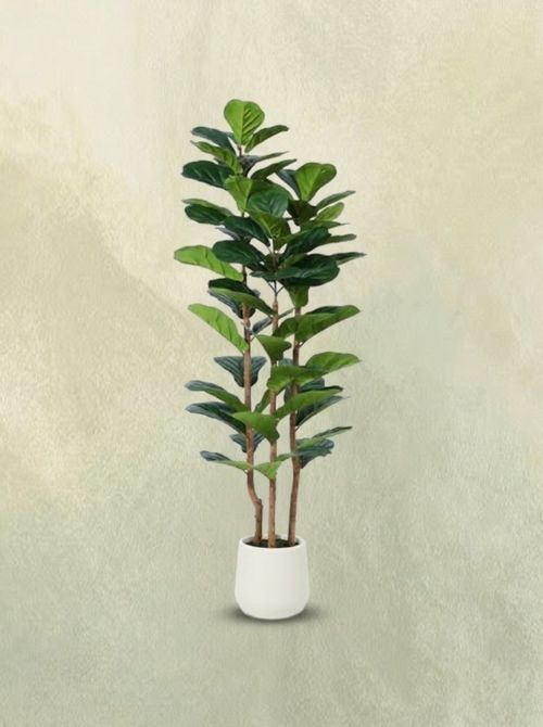 Artificial Fiddle Leaf Fig Tree With White Planter