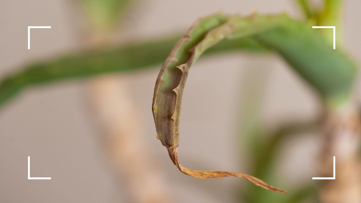 Why is my aloe vera plant turning brown? Plant experts weigh in | Woman &  Home