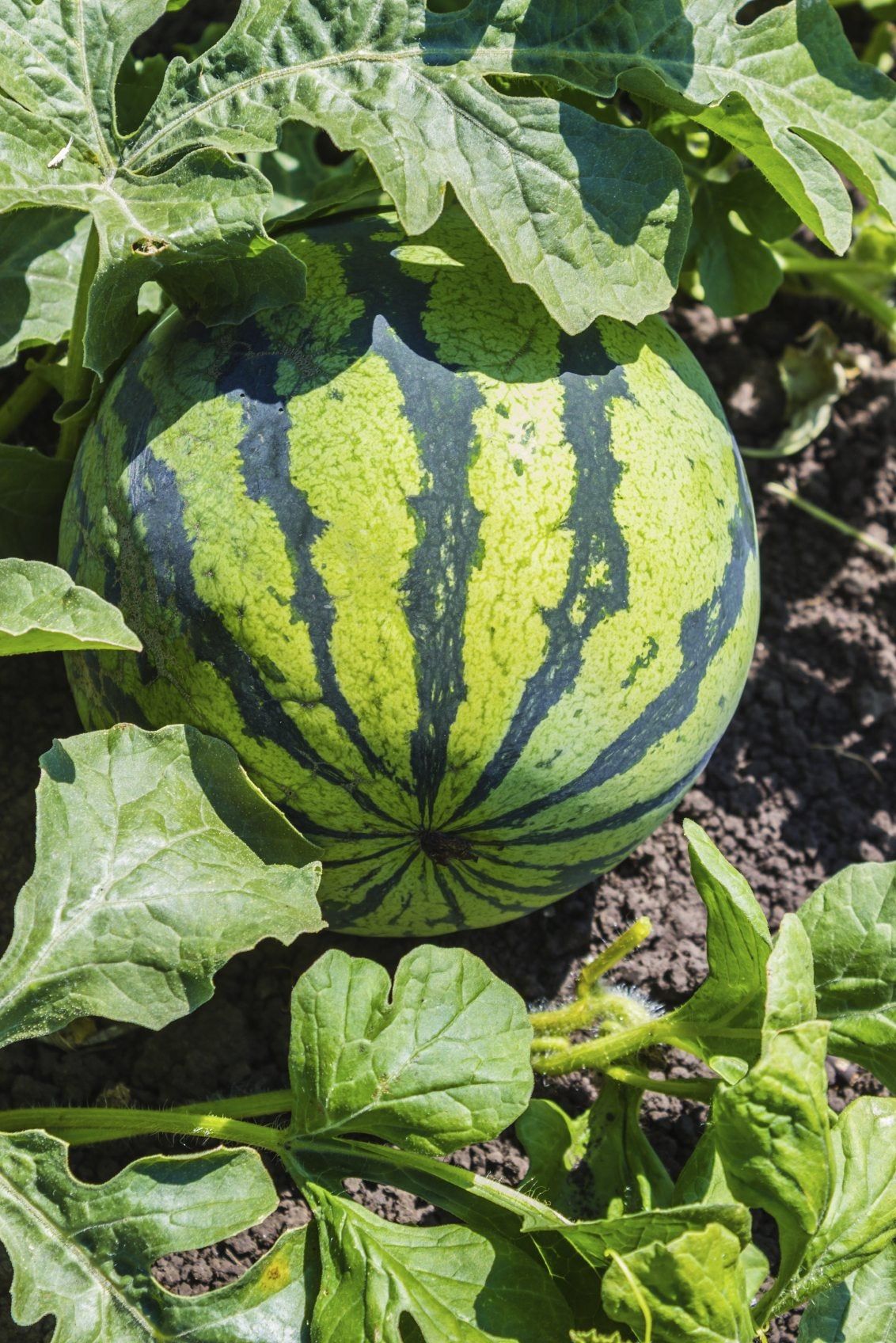 Watermelon On The Vine In The Garden