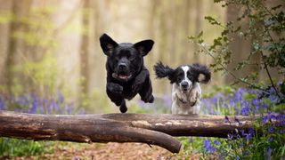 spaniel and labrador jumping log