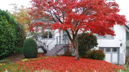 A bright red maple tree dropping leaves in front of a house