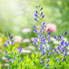 Blue false indigo blooms