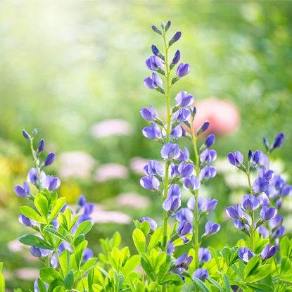 Blue false indigo blooms