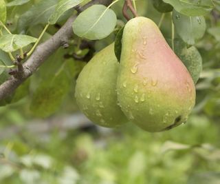 Watered pear tree