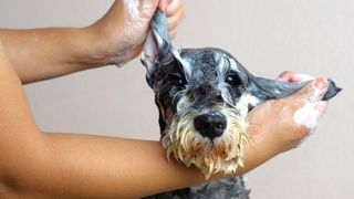 homemade dog shampoo