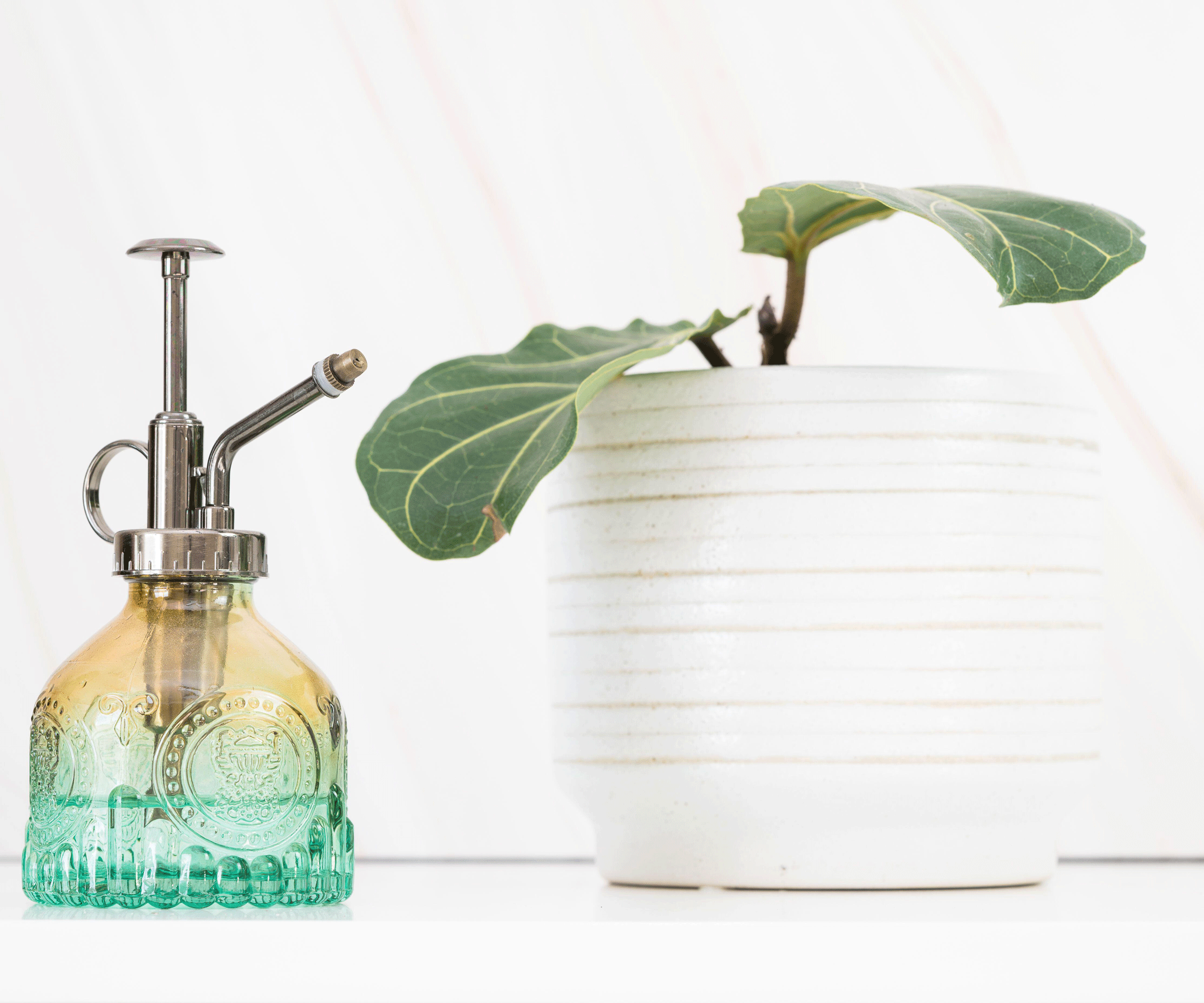 fiddle leaf fig plant in white pot with mister