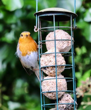 Robin on a bird feeder