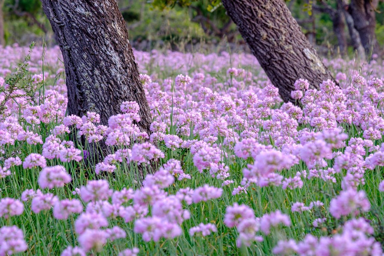 Allium roseum is one of the few allium varieties that doesn&#039;t offend Charles.