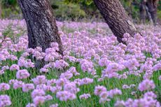 Allium roseum is one of the few allium varieties that doesn't offend Charles.