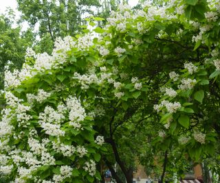flowering catalpa (Indian bean tree)