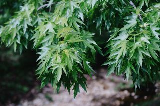 A close-up of the green leaves on a silver maple tree