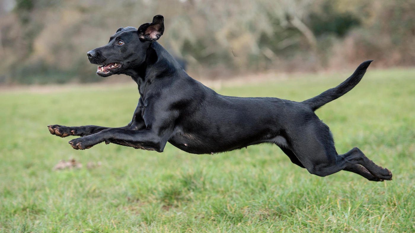 Labrador retriever running