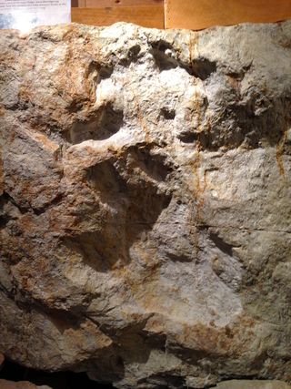 Fossilized adult stegosaurus track