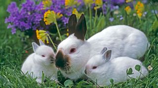 Himalayan rabbit doe with two kits