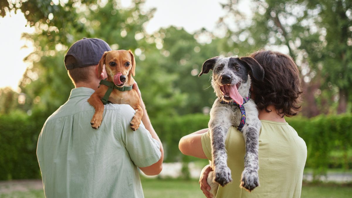 Shot from behind of father and son each holding a dog