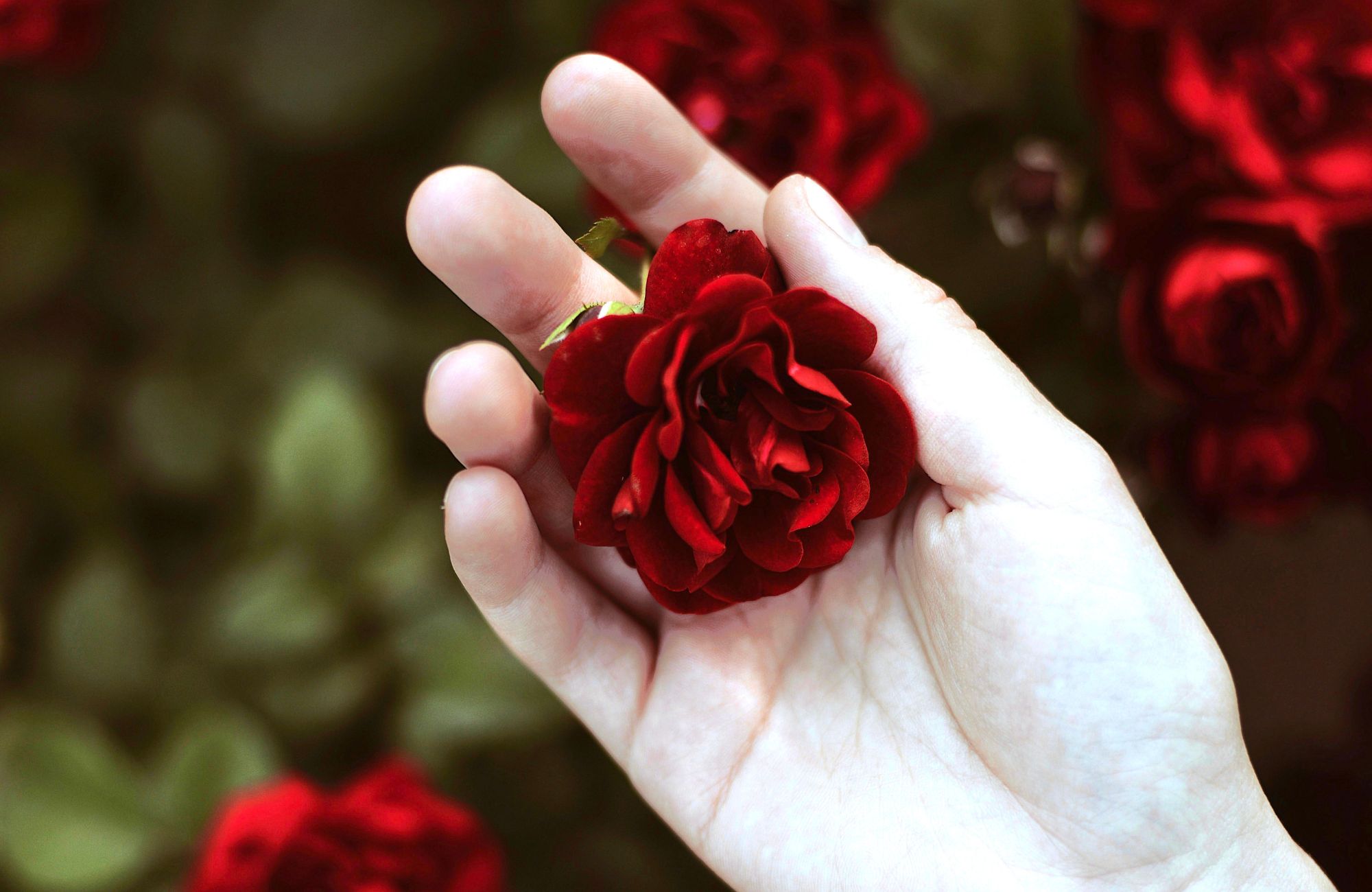 Woman's hand holding a vibrant red rose (birth month flower for June)