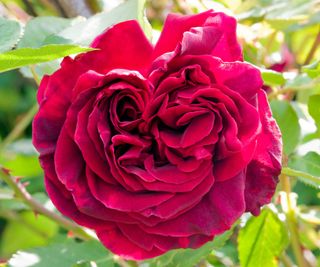 best climbing roses Guinee flowering in summer display